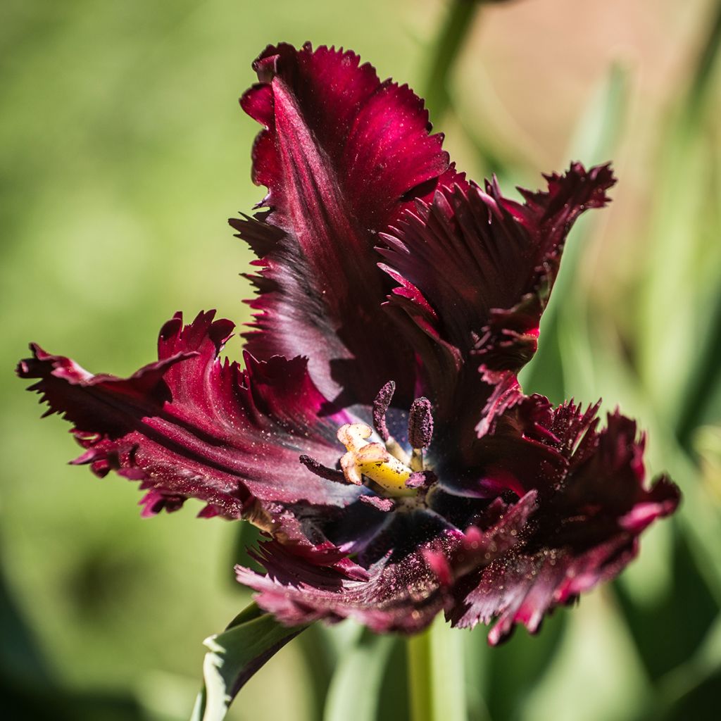 Papageien-Tulpe Black Parrot