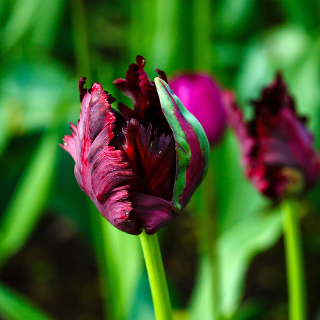 Papageien-Tulpe Black Parrot