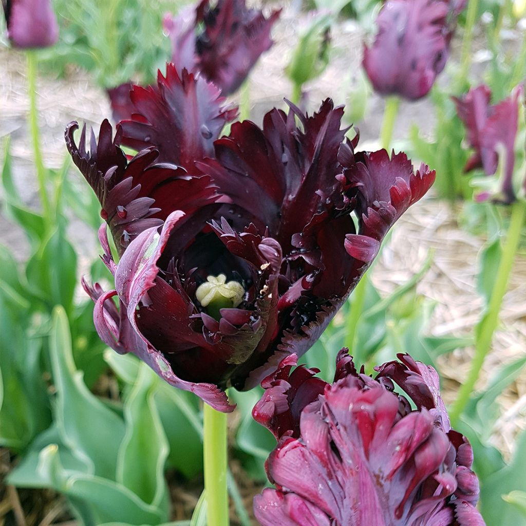 Papageien-Tulpe Black Parrot