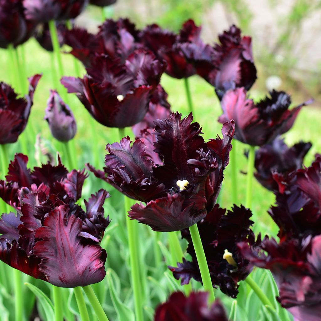 Papageien-Tulpe Black Parrot