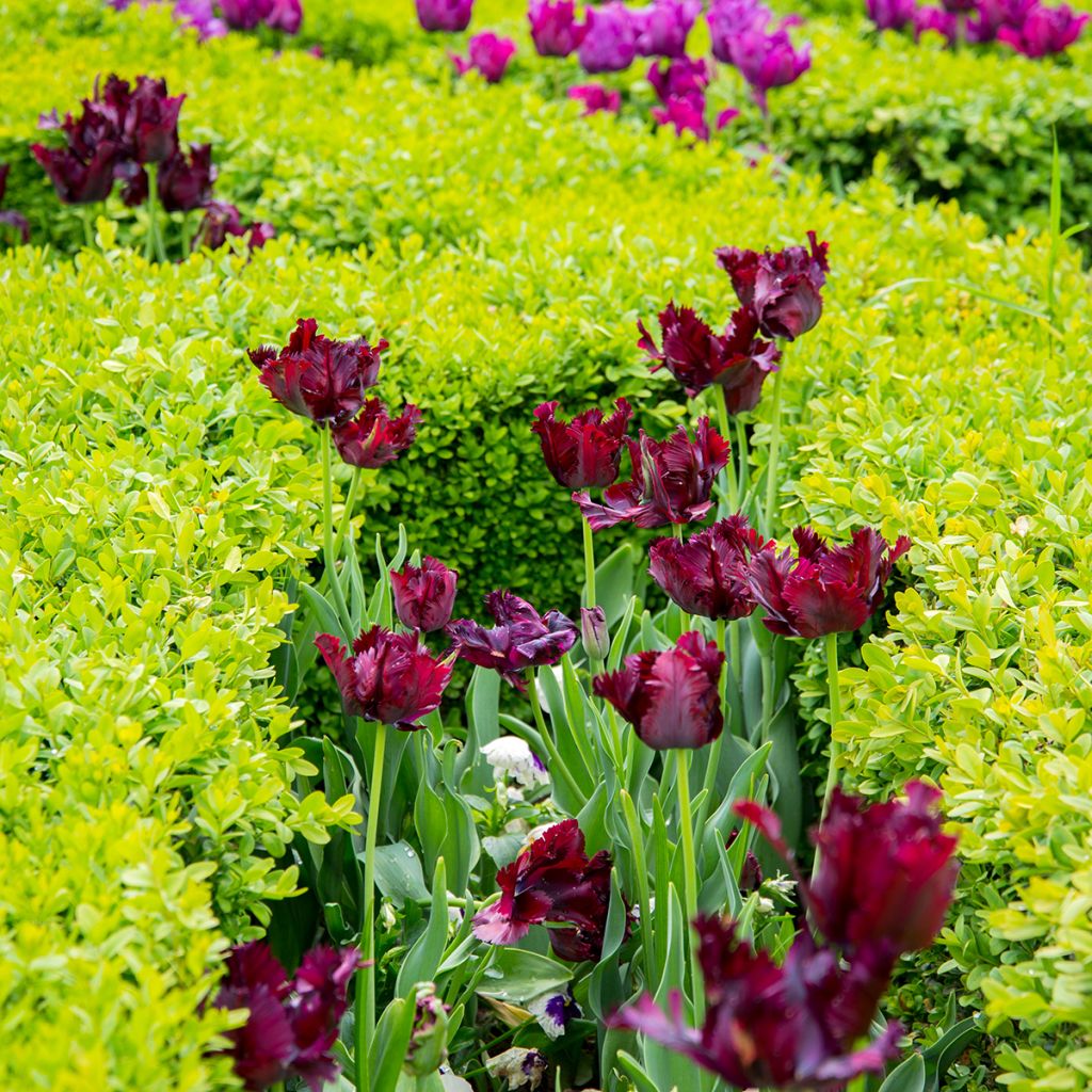 Papageien-Tulpe Black Parrot