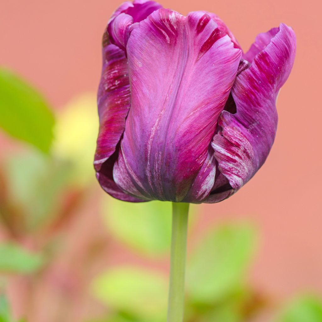 Papageien-Tulpe Blue Parrot