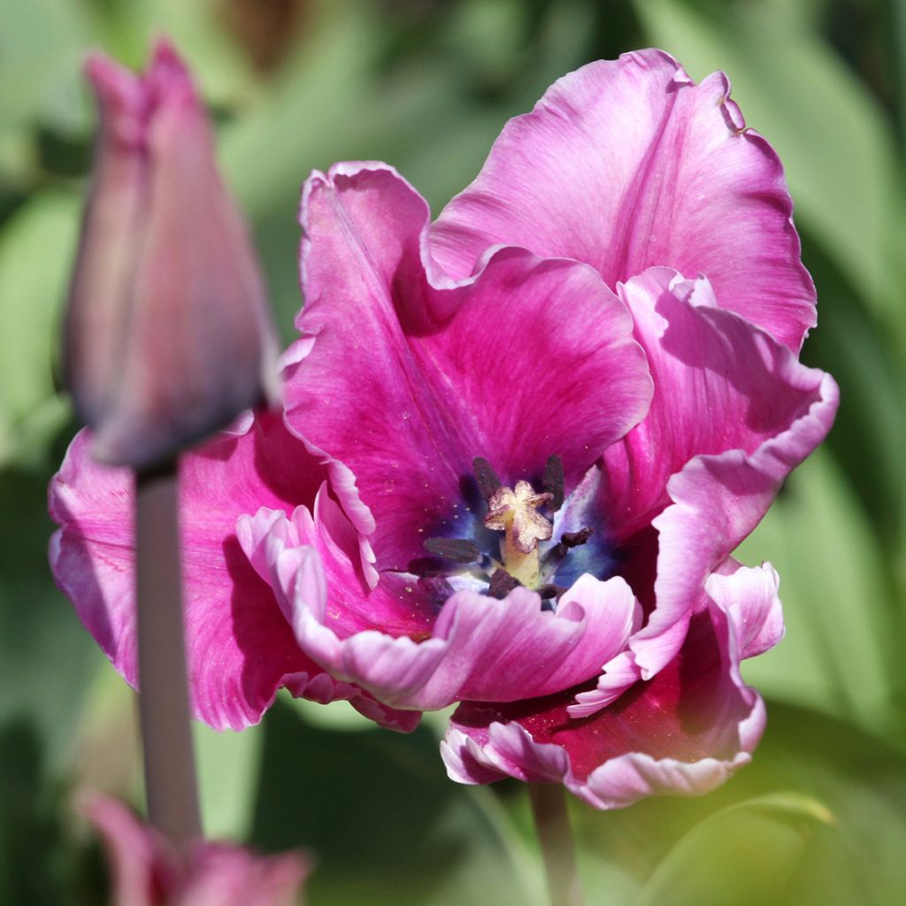 Papageien-Tulpe Blue Parrot