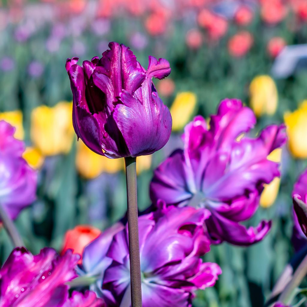 Papageien-Tulpe Blue Parrot