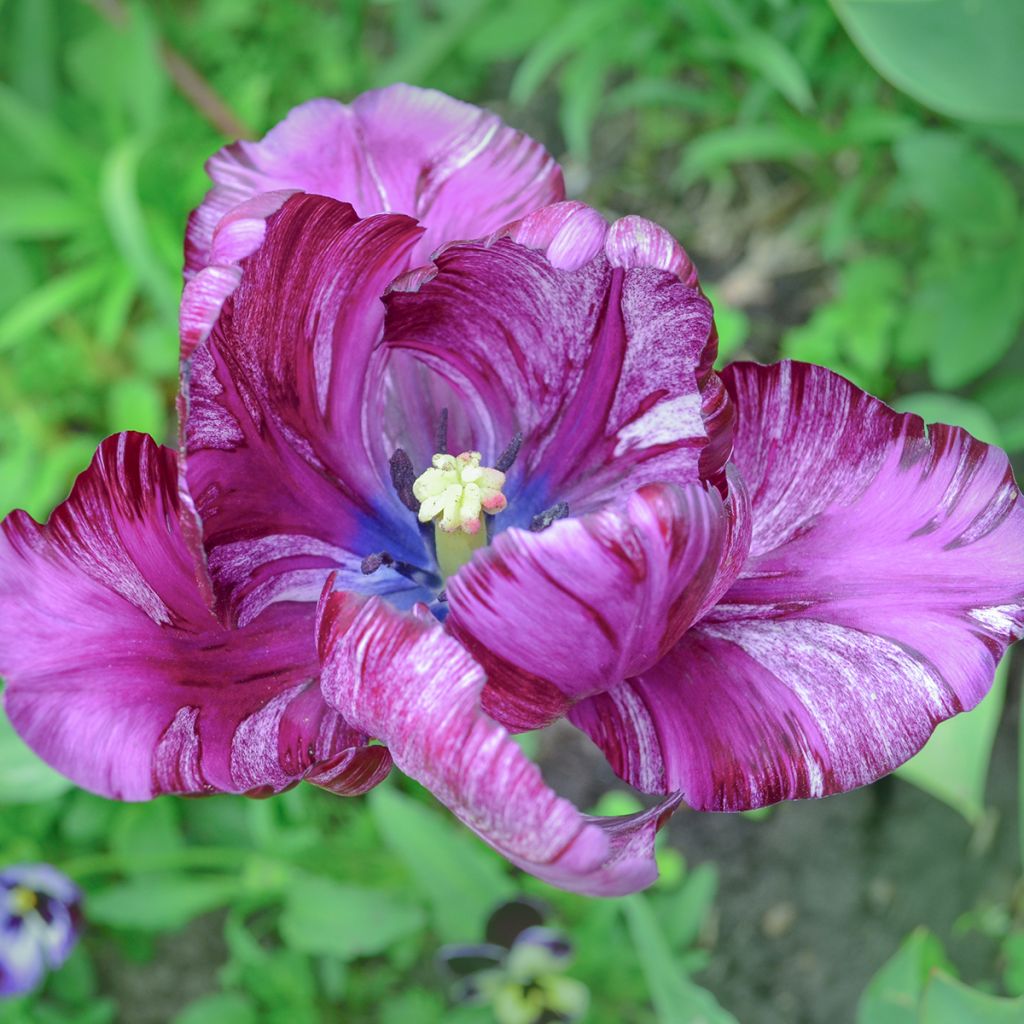 Papageien-Tulpe Blue Parrot