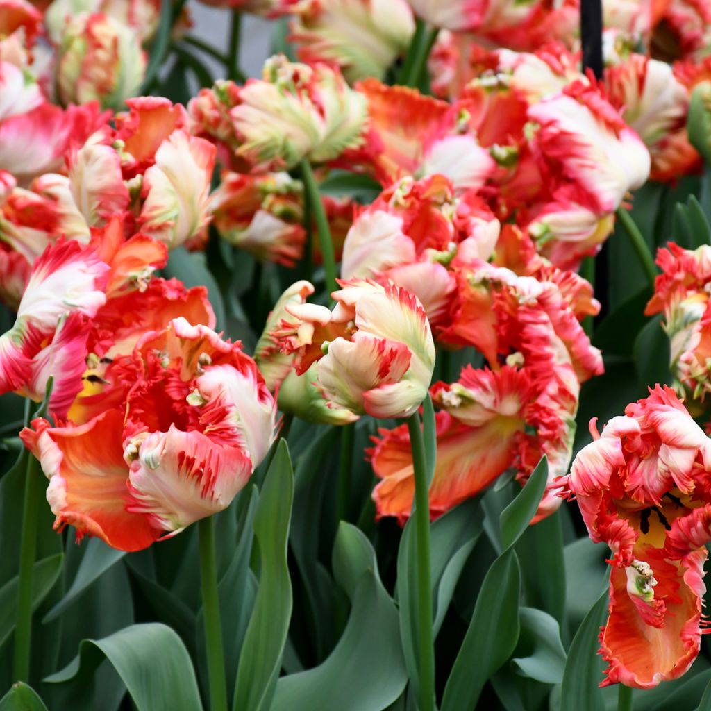 Papageien-Tulpe Estella Rijnveld