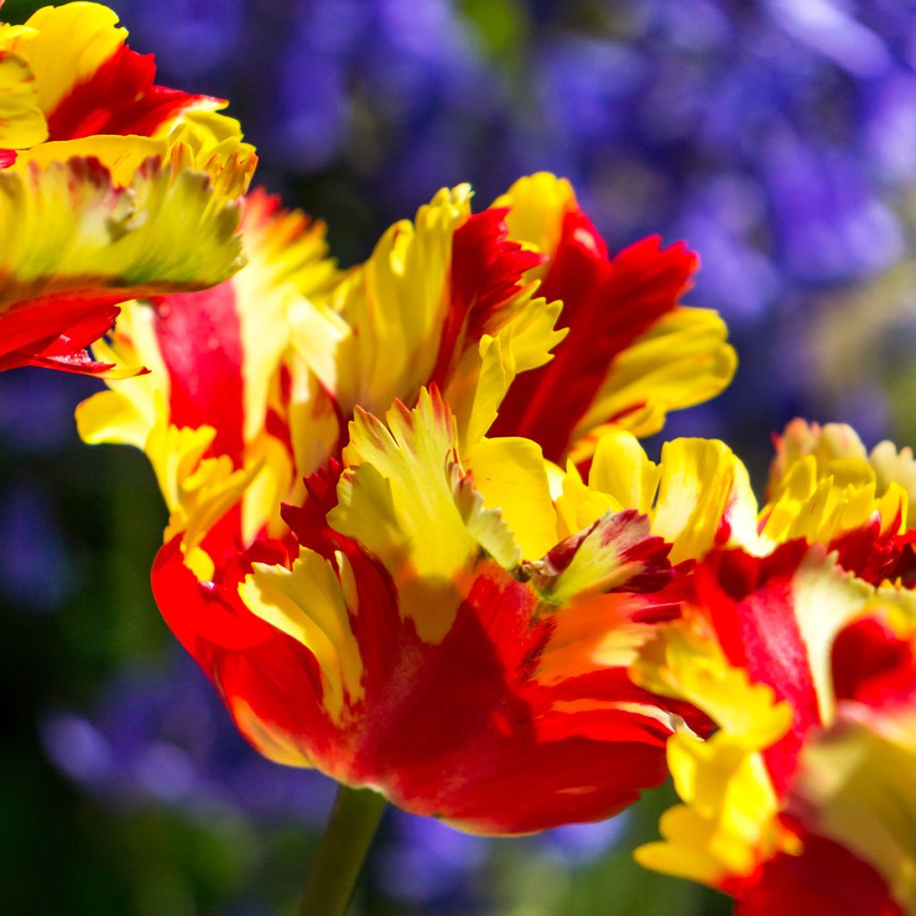 Papageien-Tulpe Flaming Parrot