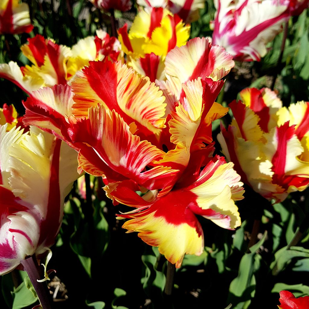 Papageien-Tulpe Flaming Parrot