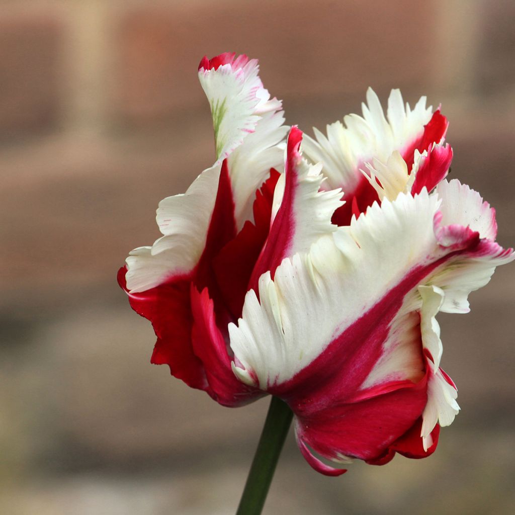 Papageien-Tulpe Flaming Parrot