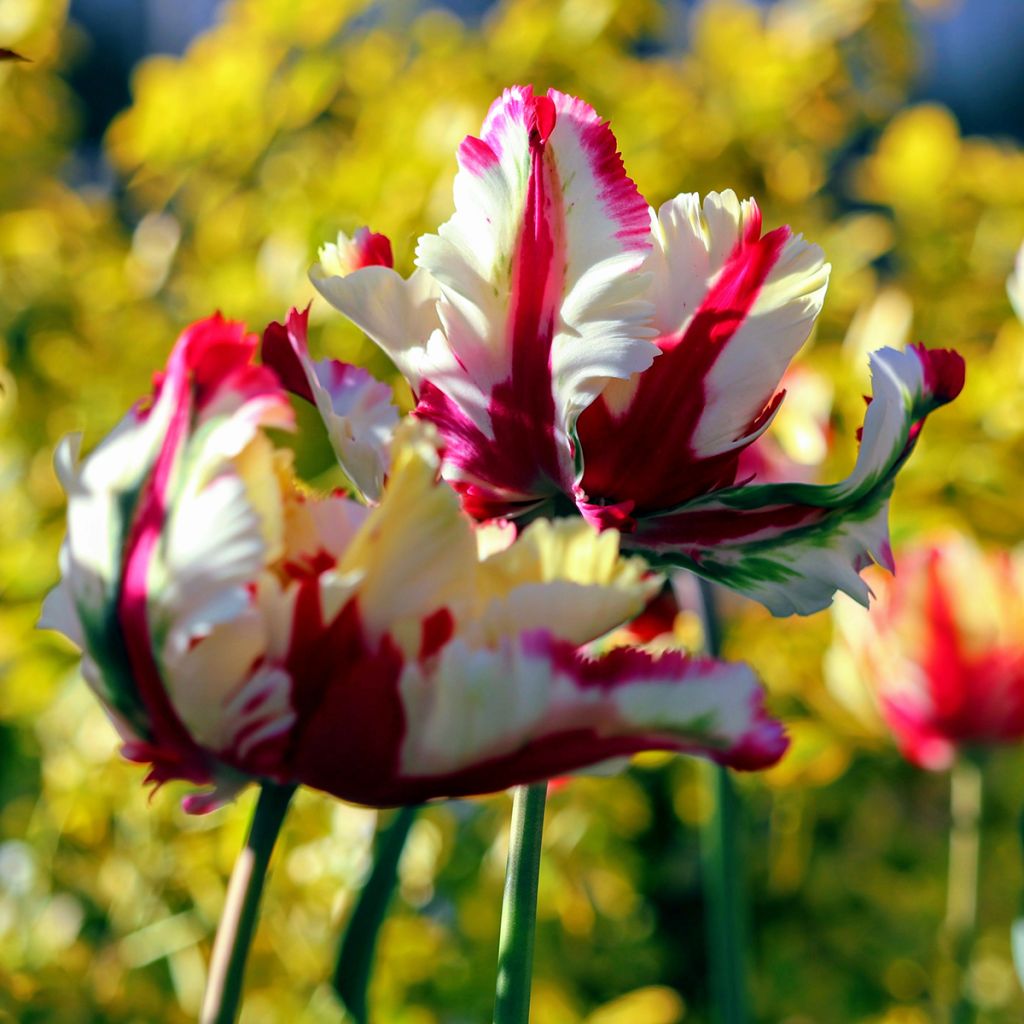 Papageien-Tulpe Flaming Parrot