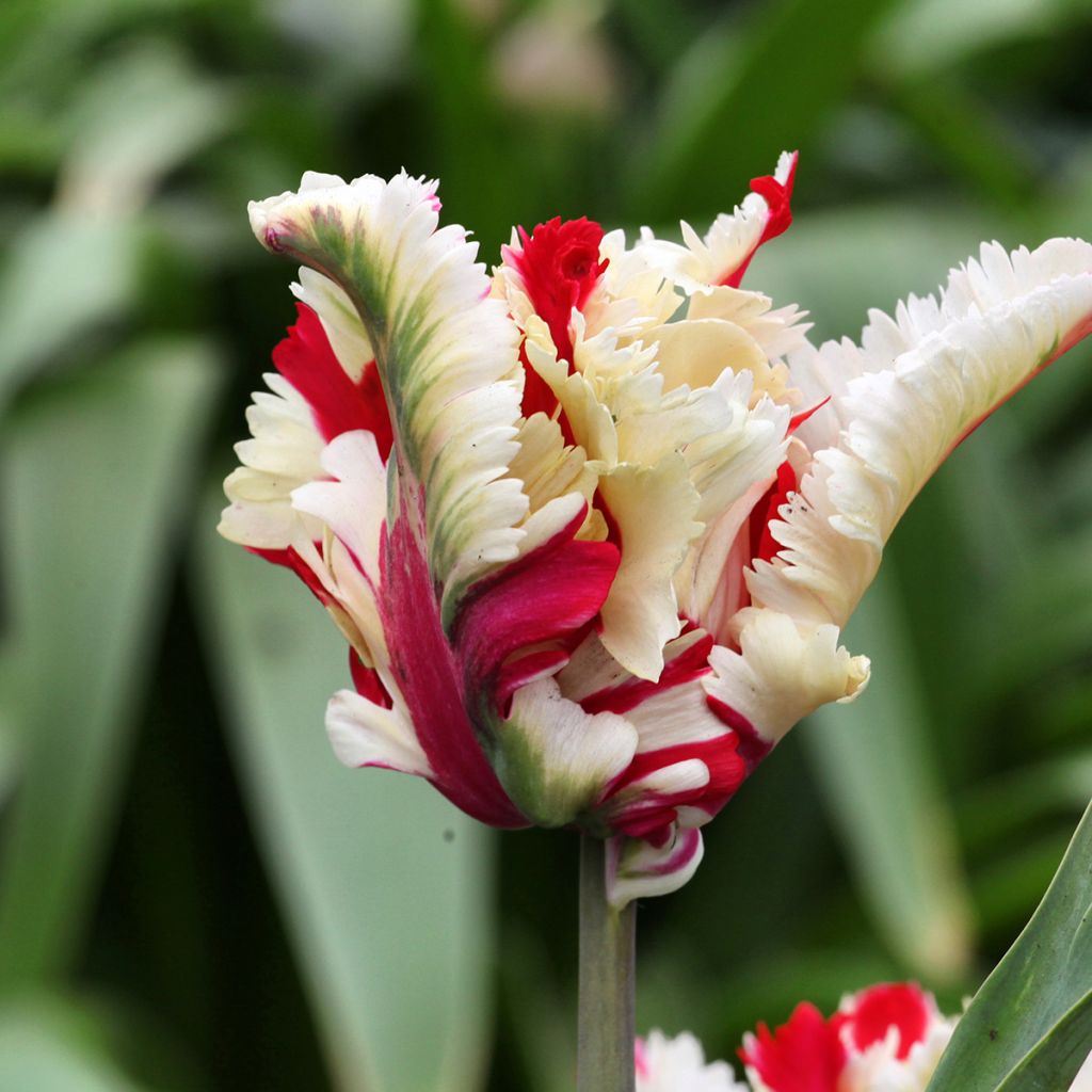 Papageien-Tulpe Flaming Parrot