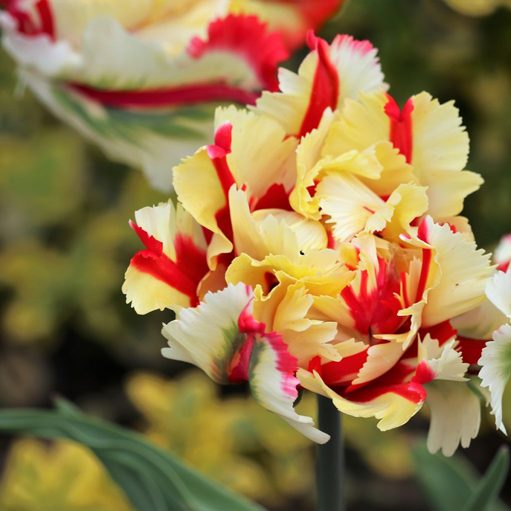 Papageien-Tulpe Flaming Parrot