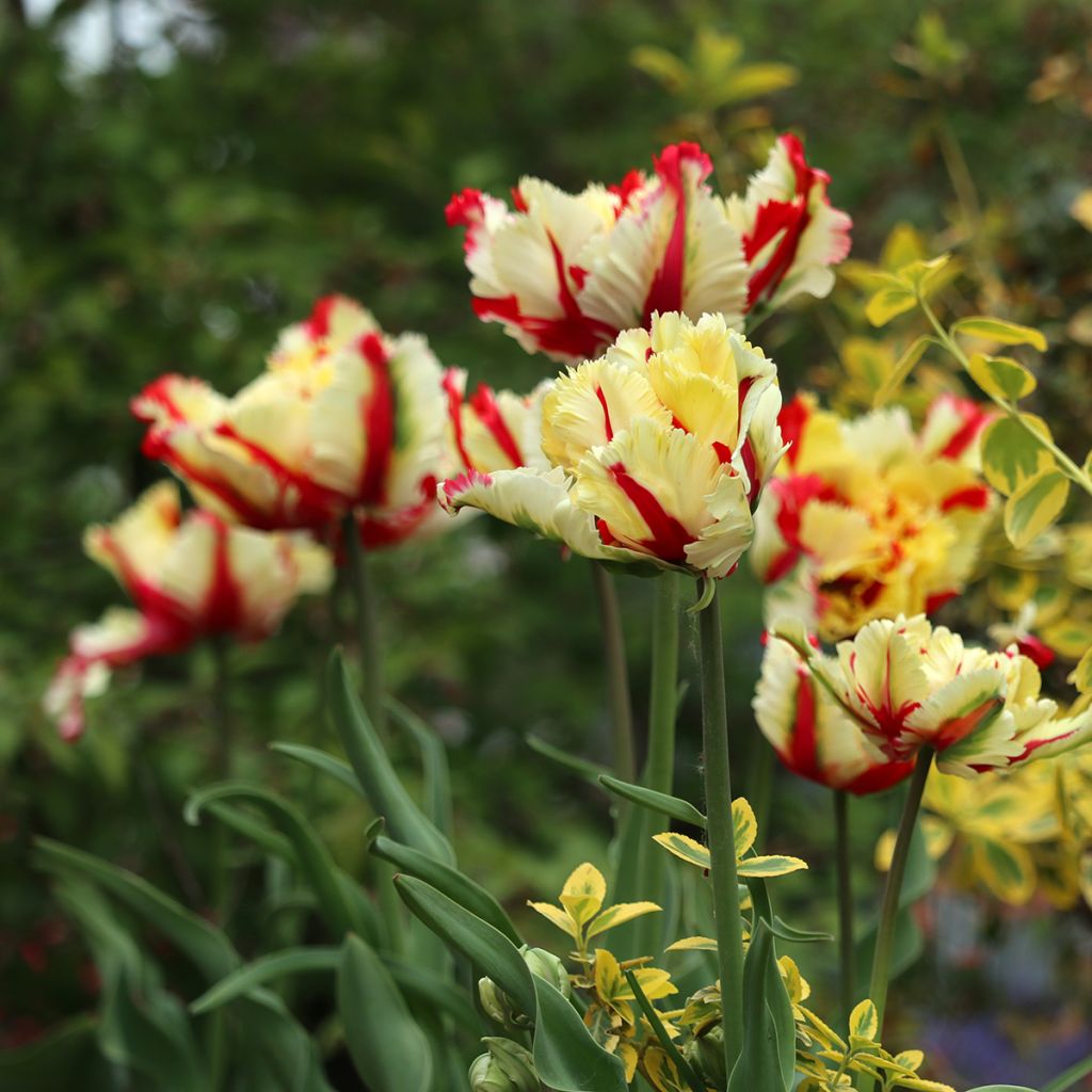 Papageien-Tulpe Flaming Parrot