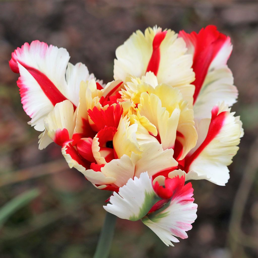 Papageien-Tulpe Flaming Parrot