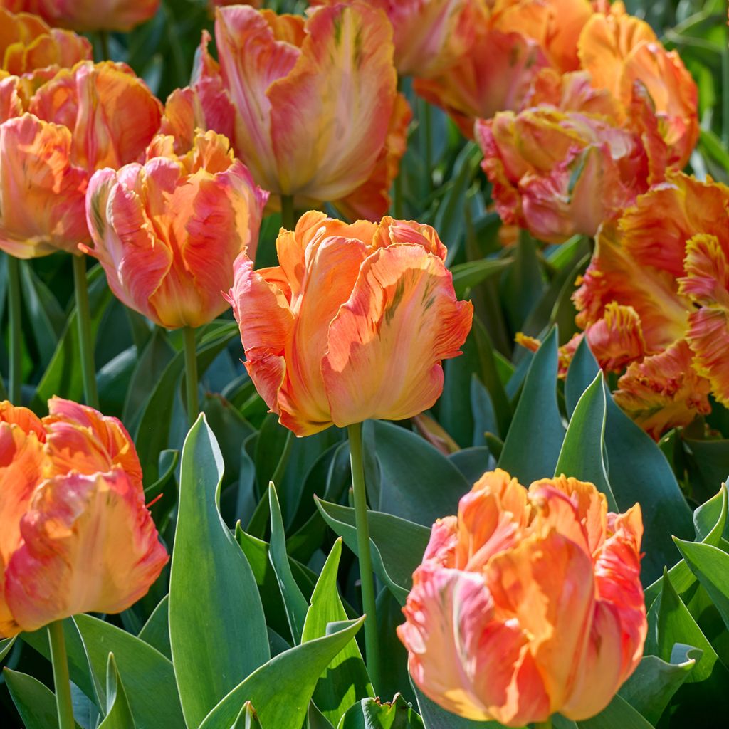 Papageien-Tulpe Professor Röntgen