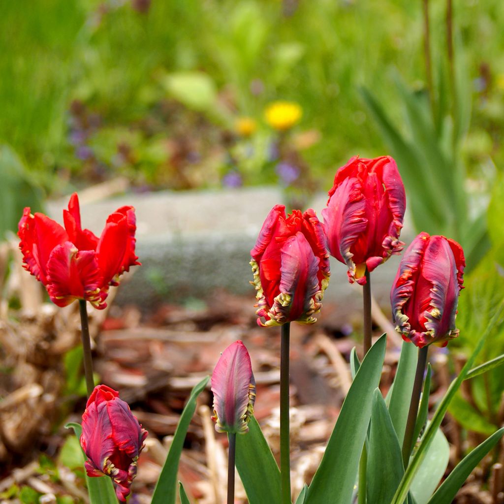 Papageien-Tulpe Rococo