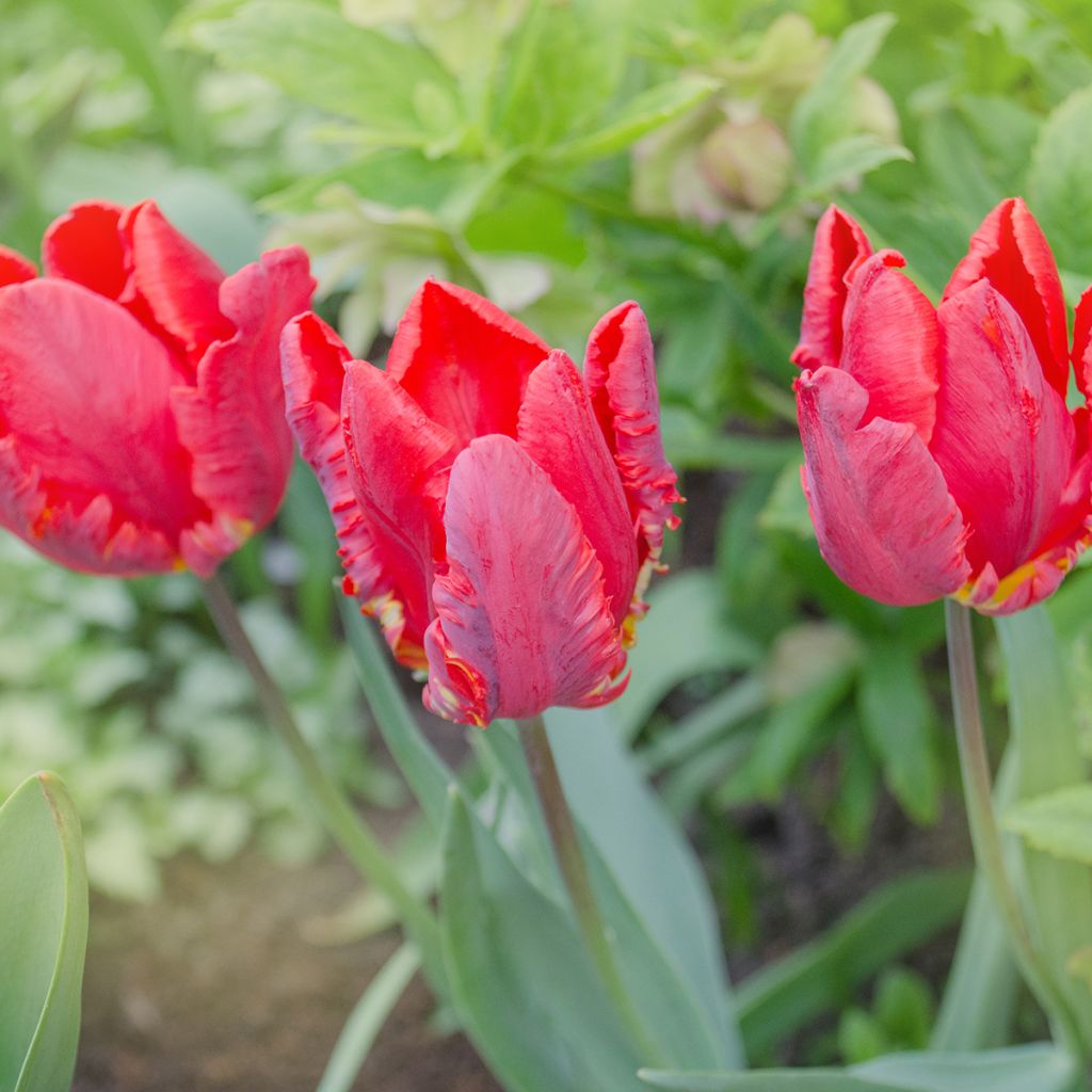 Papageien-Tulpe Rococo