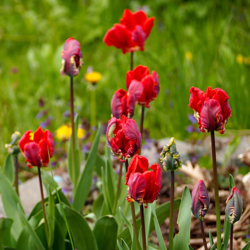 Papageien-Tulpe Rococo