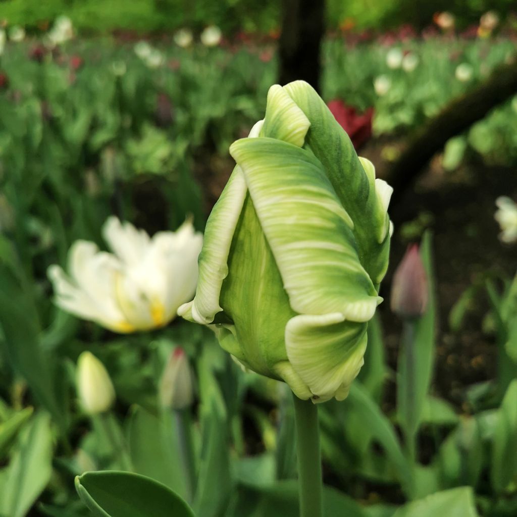 Papageien-Tulpe Super Parrot