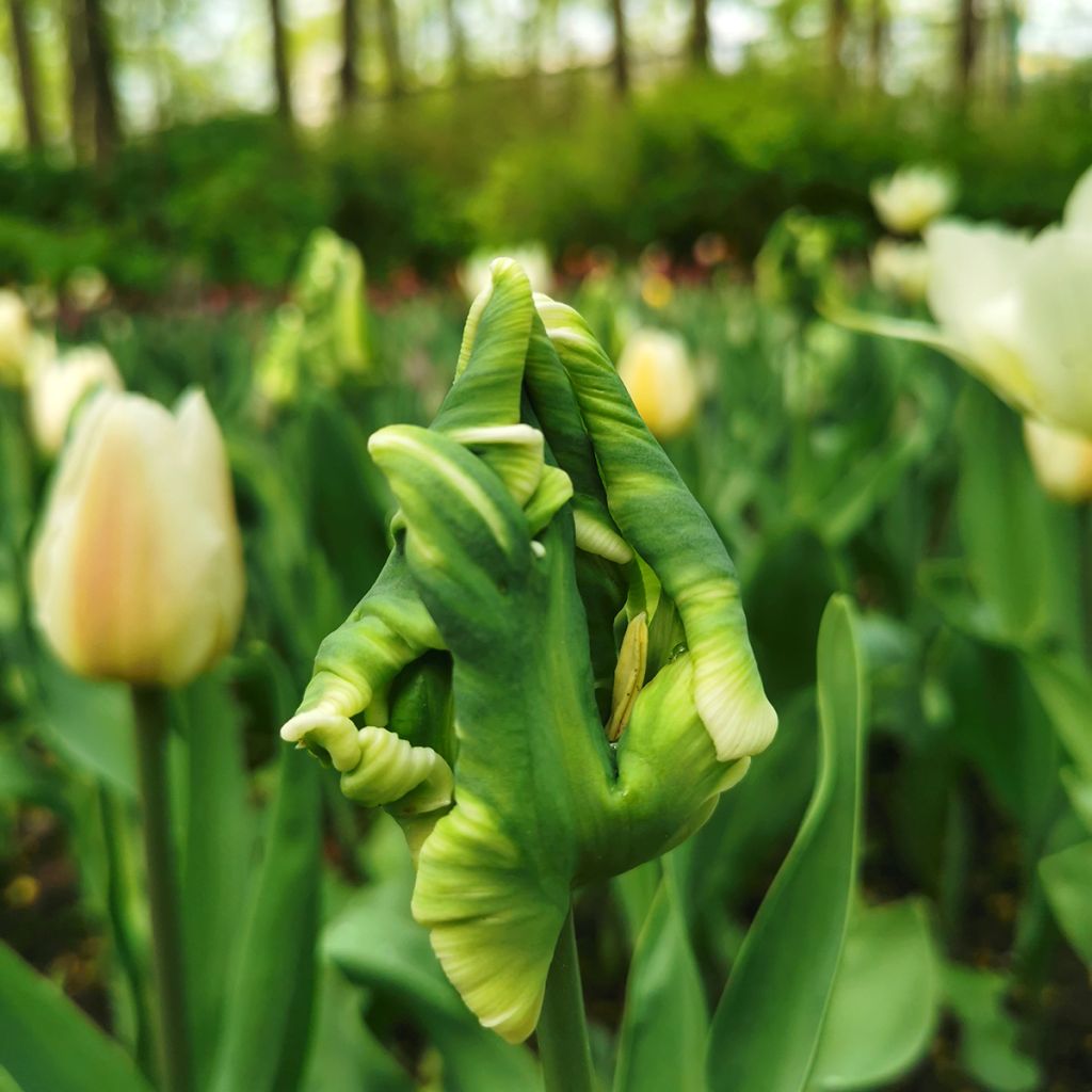 Papageien-Tulpe Super Parrot