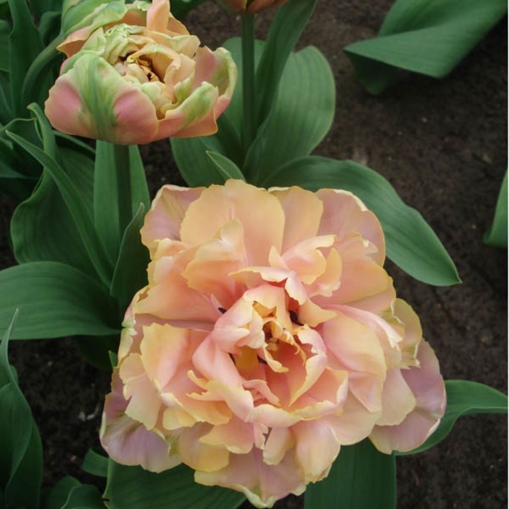 Tulipe Double Tardive Pink Star