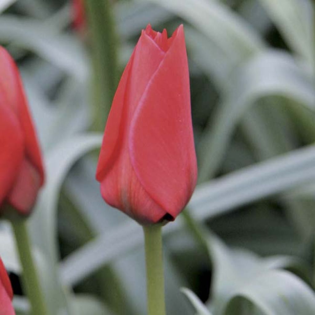 Tulipa batalinii Red Hunter - Leinblättrige Tulpe