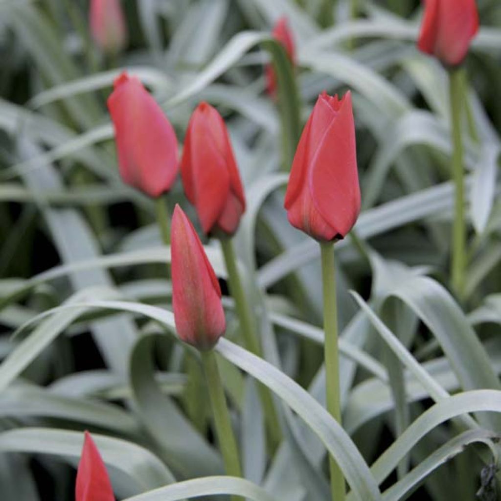 Tulipe Botanique Red Hunter