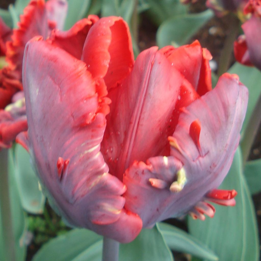 Tulipe Perroquet Rococo