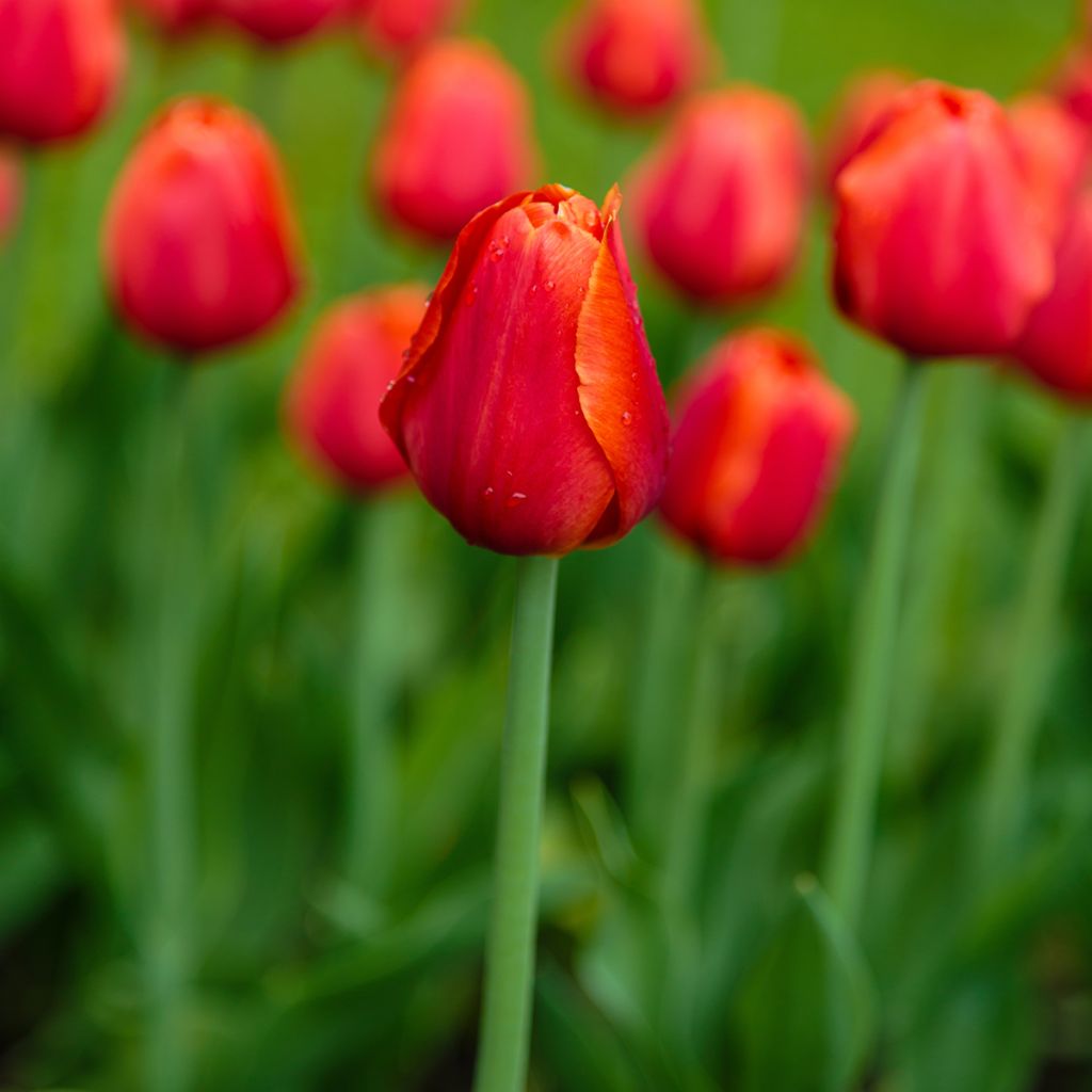 Triumph-Tulpe Annie Schilder