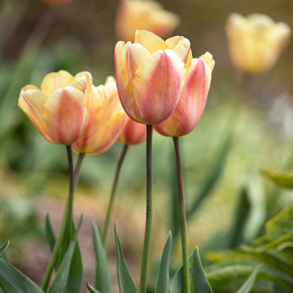 Triumph-Tulpe Apricot Foxx