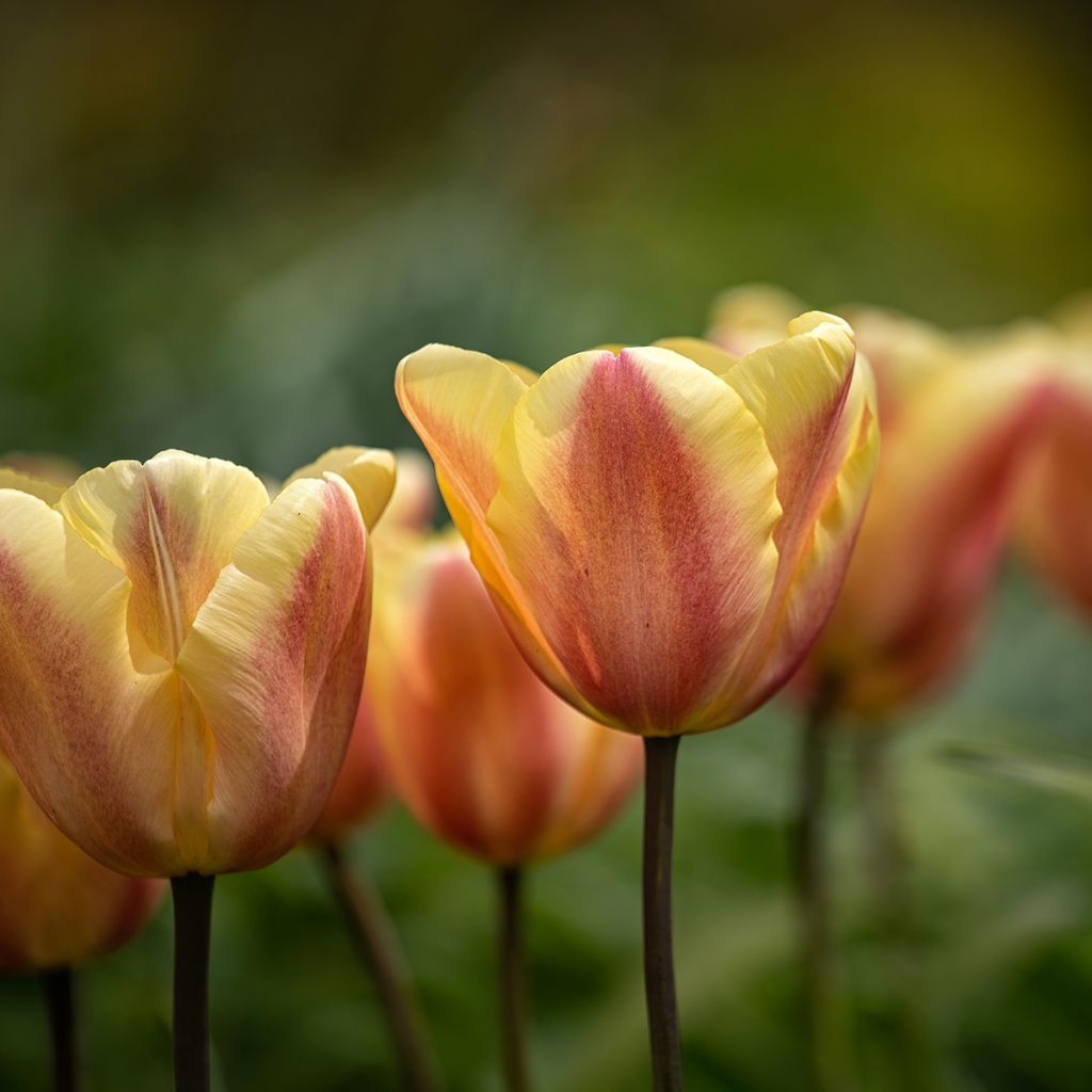 Triumph-Tulpe Apricot Foxx