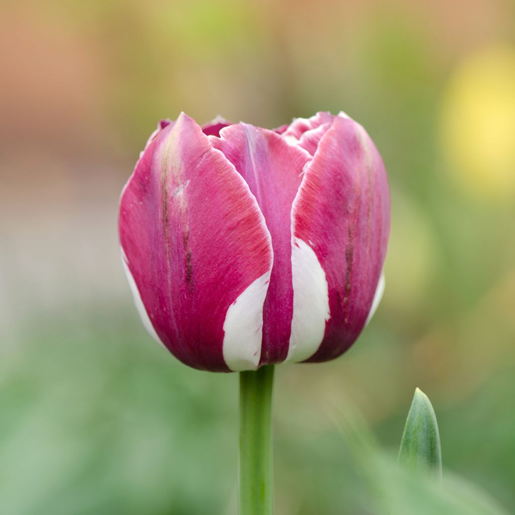 Triumph-Tulpe Arabian Mistery