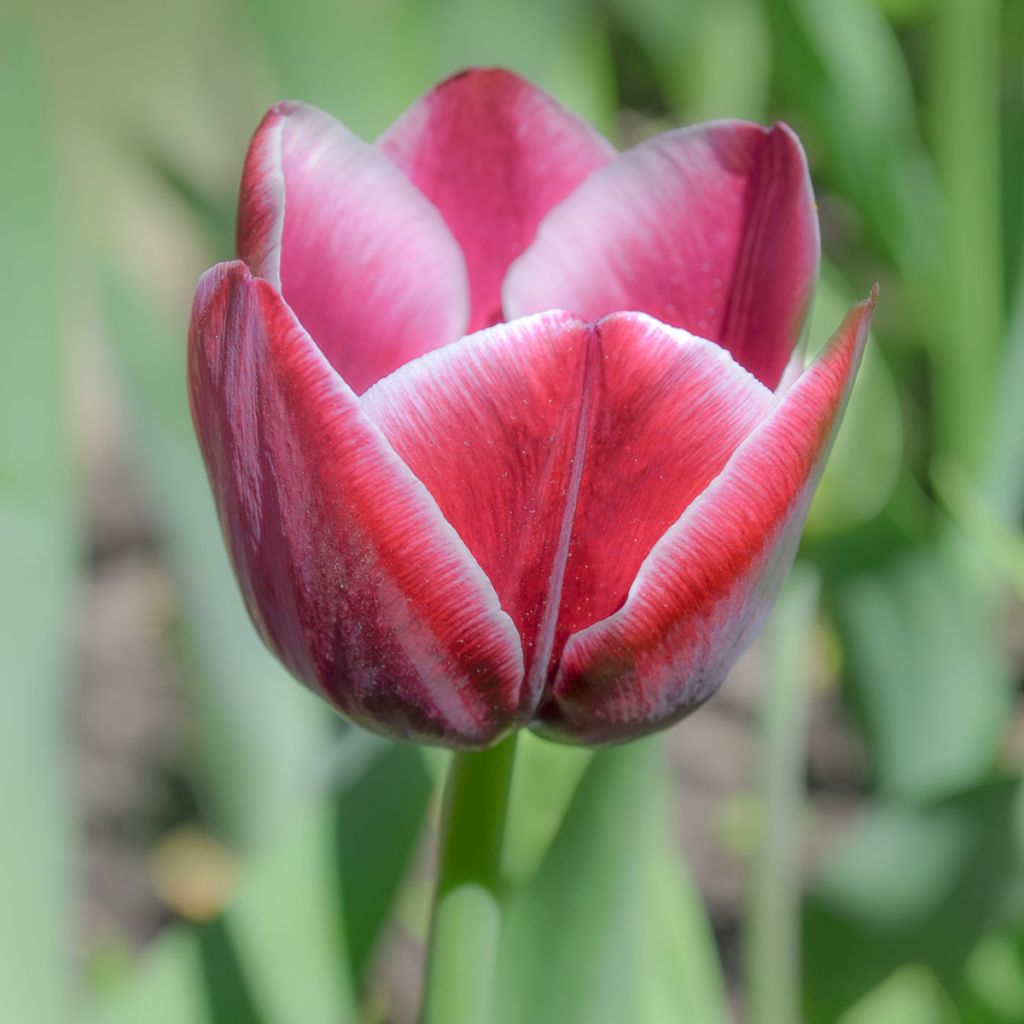 Triumph-Tulpe Arabian Mistery