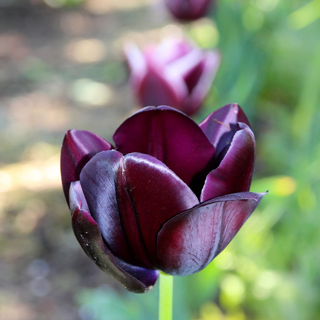 Triumph-Tulpe Black Jack