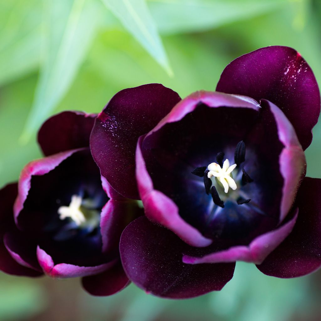 Triumph-Tulpe Black Jack