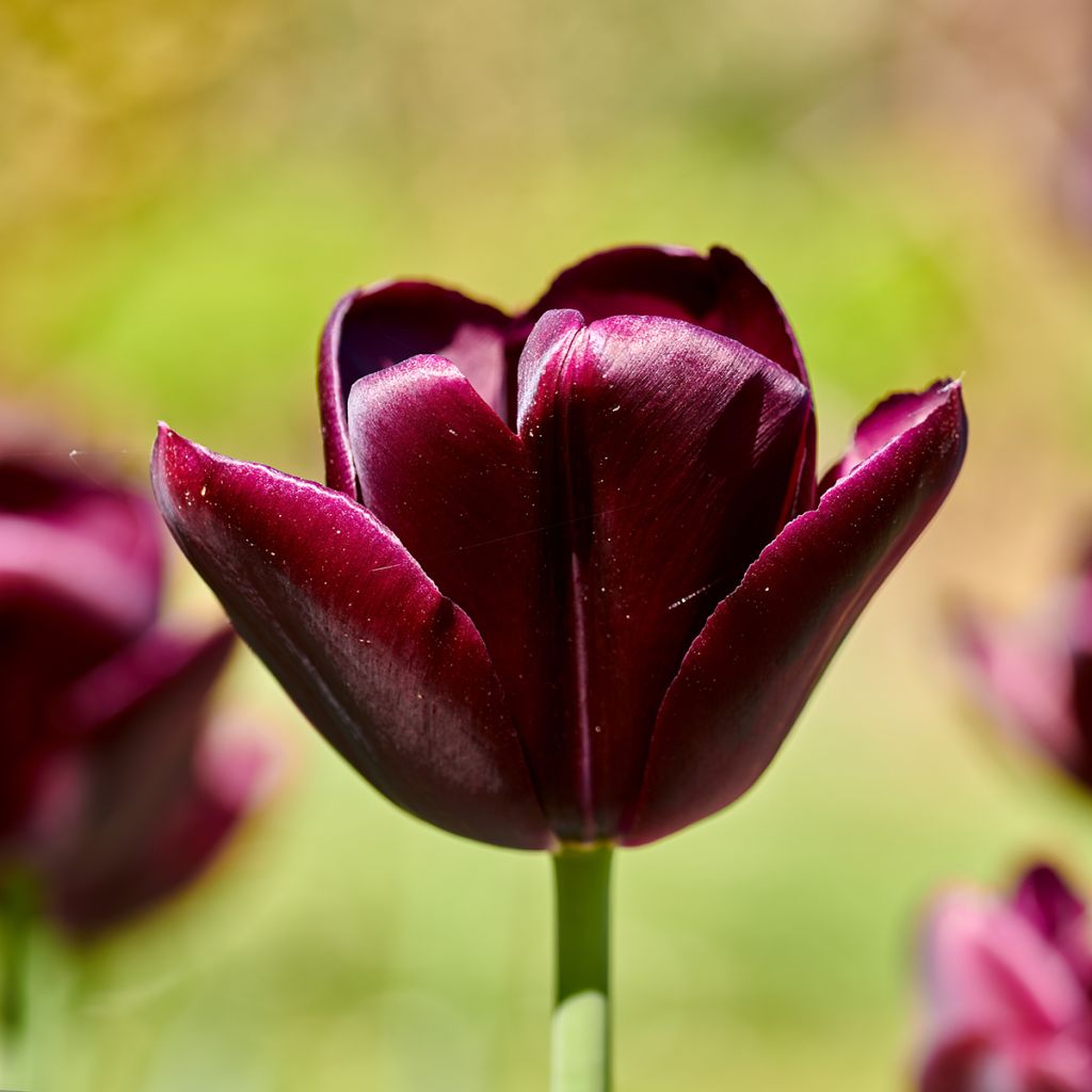 Triumph-Tulpe Black Jack