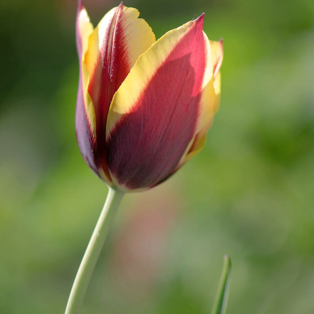 Triumph-Tulpe Gavota