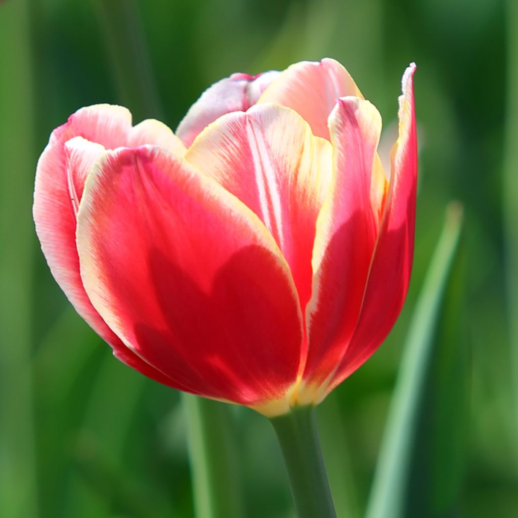 Triumph-Tulpe Leen van der Mark