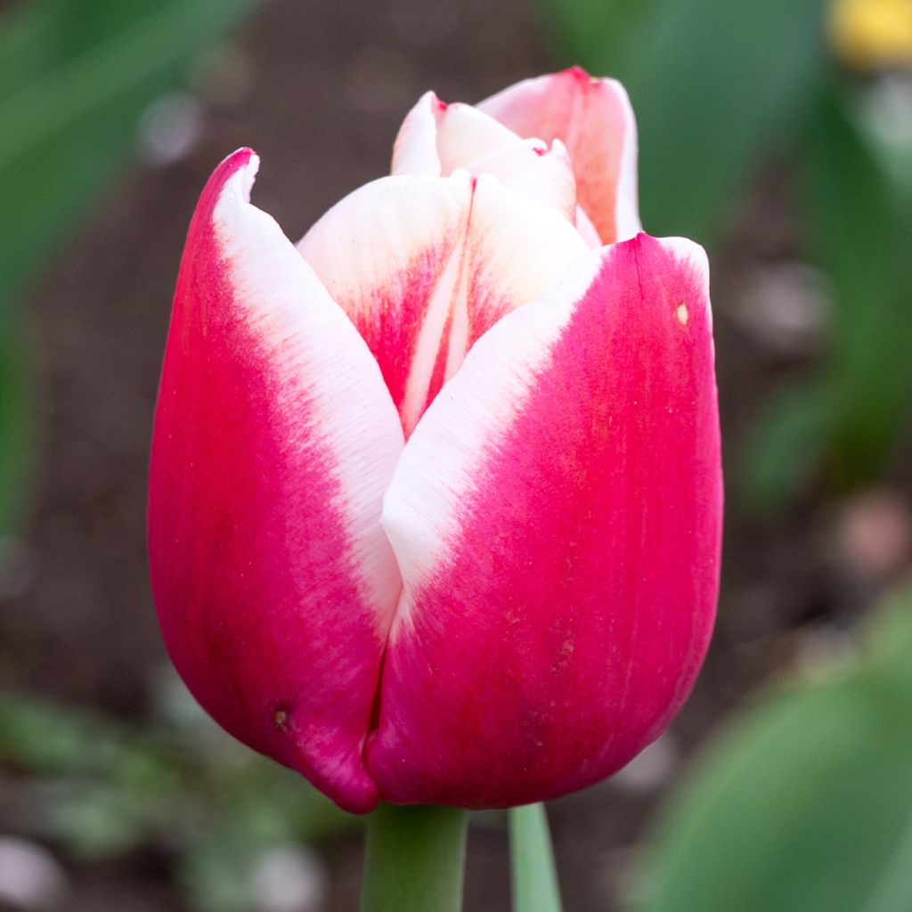 Tulipe Triomphe Leen van der Mark