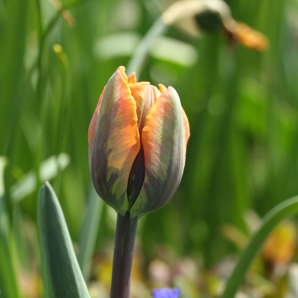 Triumph-Tulpe Princesse Irène