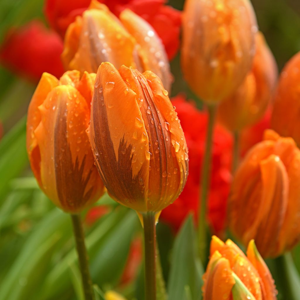 Triumph-Tulpe Princesse Irène