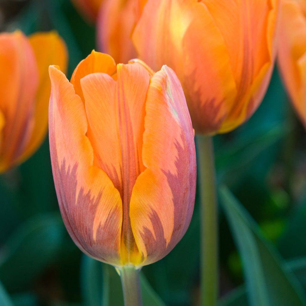 Triumph-Tulpe Princesse Irène