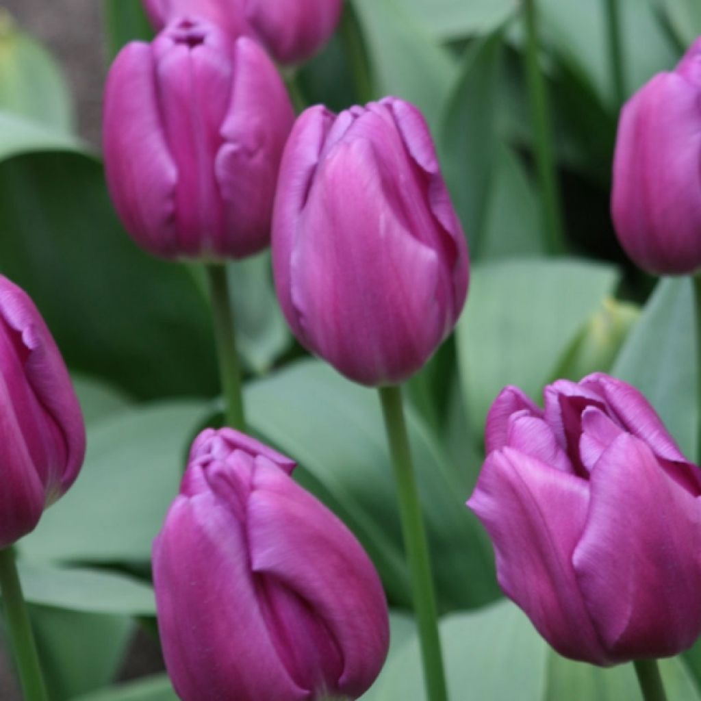 Triumph-Tulpe Purple Flag