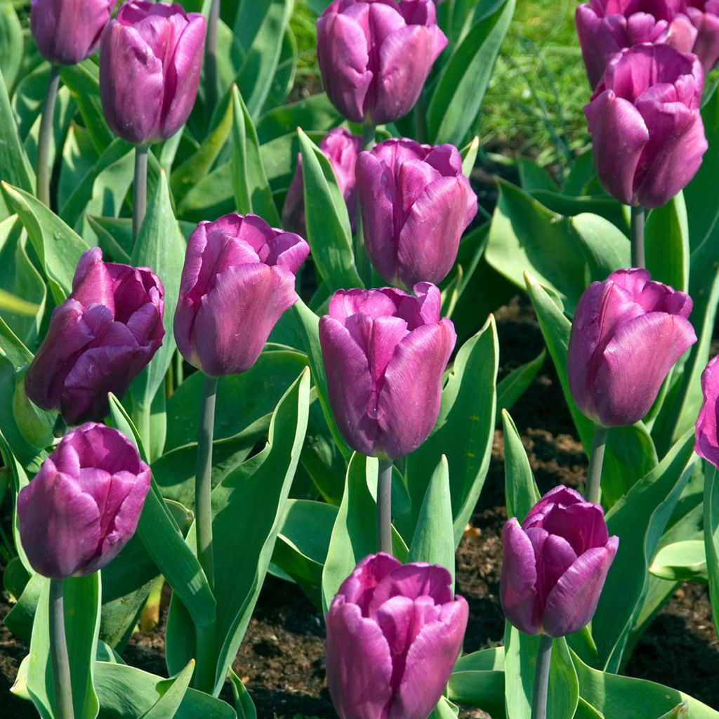 Triumph-Tulpe Purple Flag