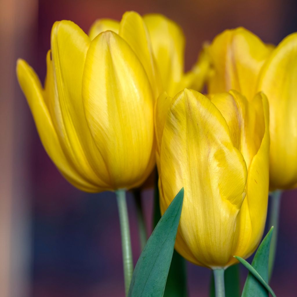 Triumph-Tulpe Strong Gold