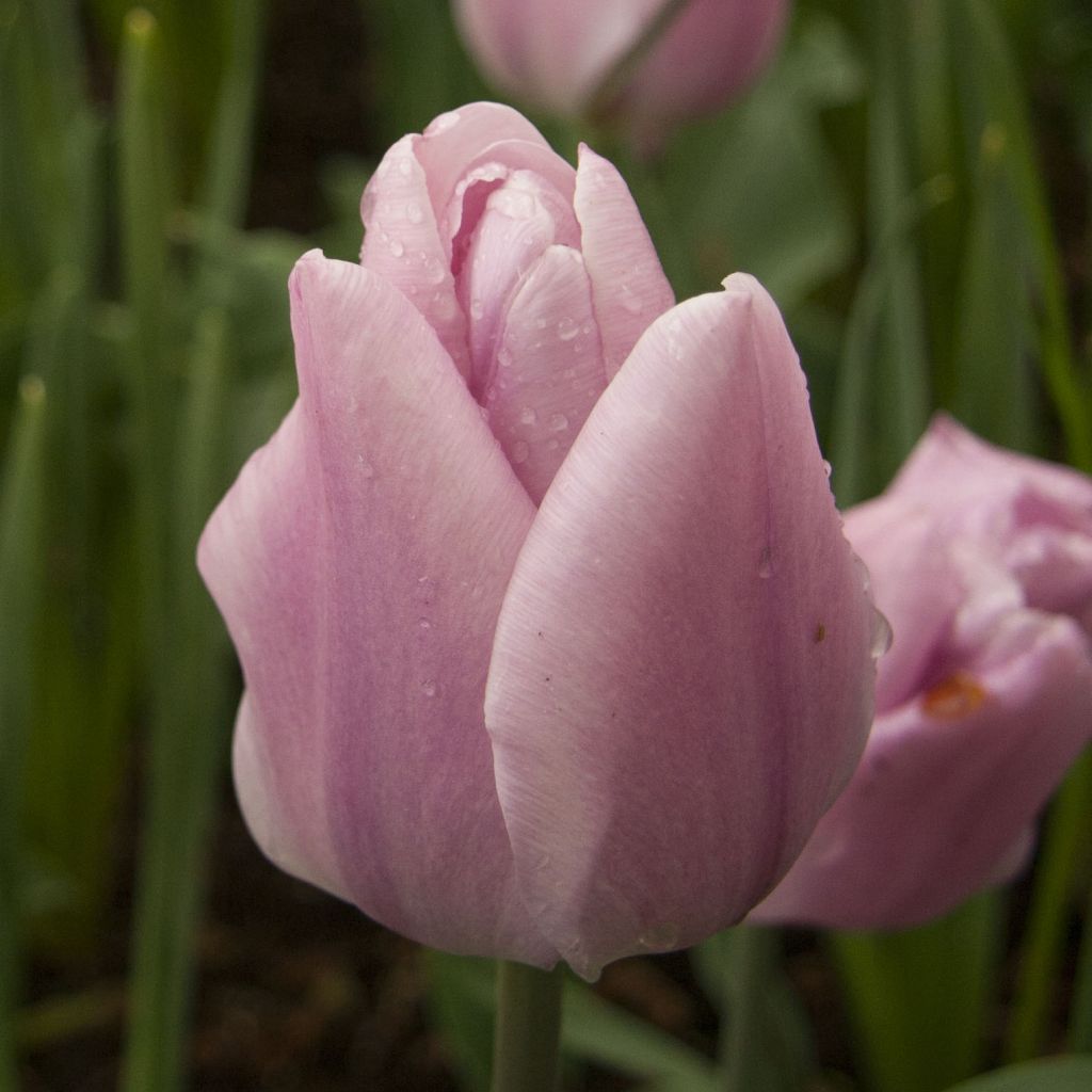 Tulipe Triomphe Synaeda Amor 