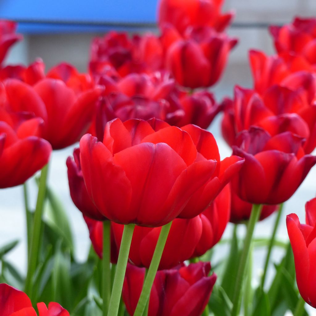 Tulipe Triomphe Unique de France