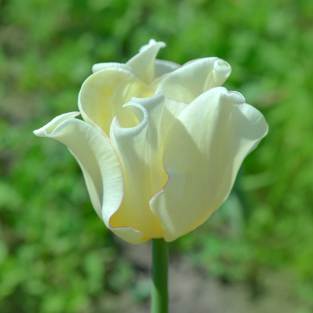 Triumph-Tulpe White Liberstar