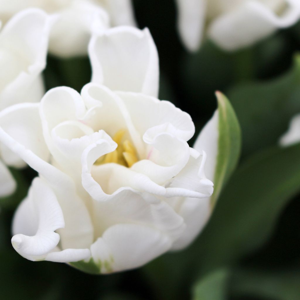 Triumph-Tulpe White Liberstar