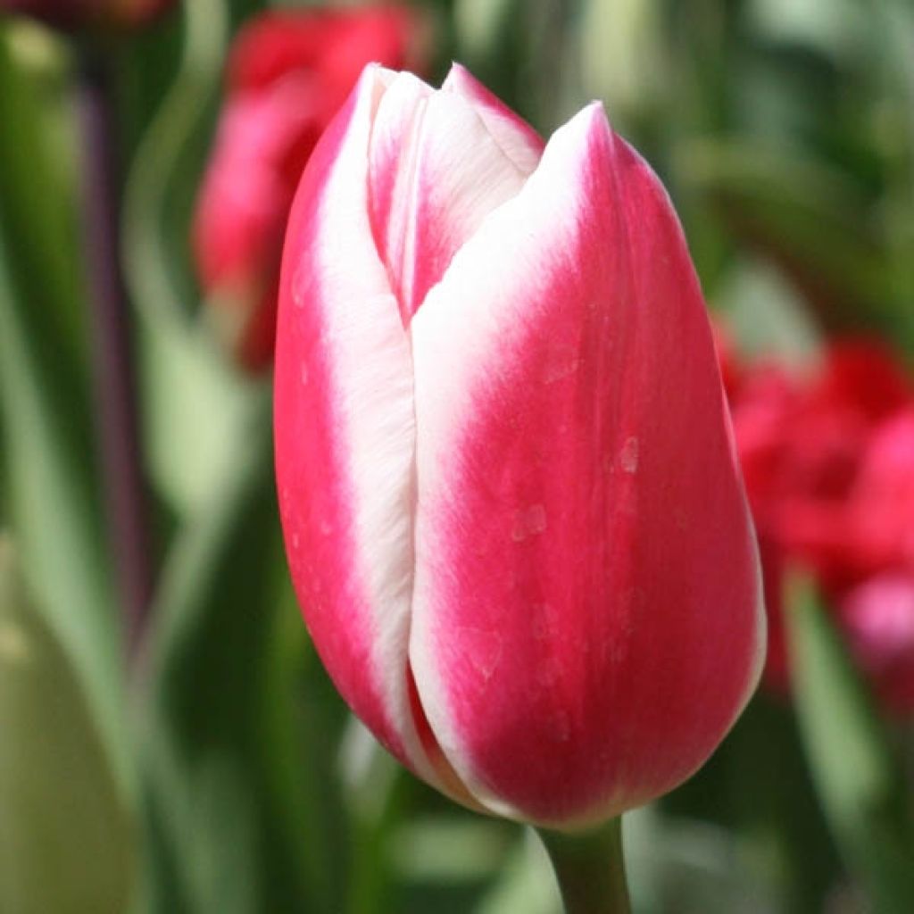 Tulipe Darwin Candy Apple Delight